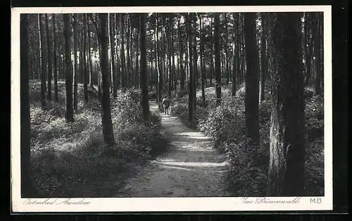 AK Arendsee, Weg im Dünenwald