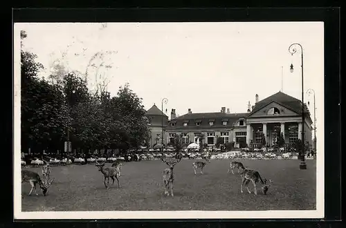 AK Hannover-Kirchrode, Gasthaus Tiergarten mit Hirschen