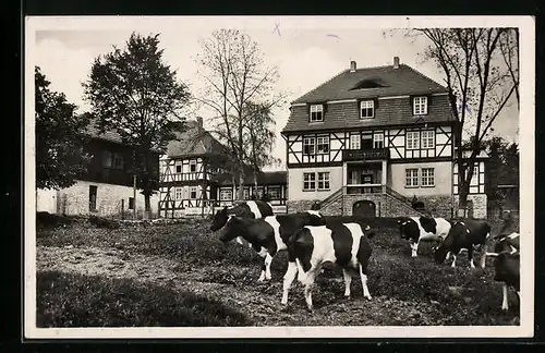 AK Albrechts, Landgut Aschenhof, grasende Kühe vor Ferienheim