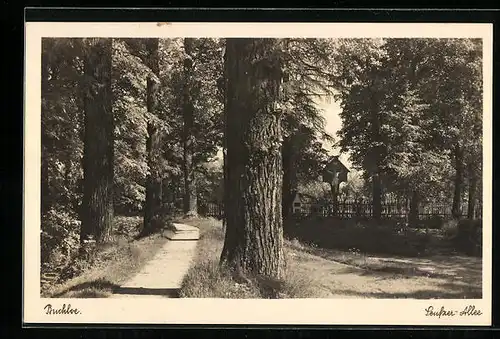 AK Buchloe, Idylle an der Seufzer-Allee