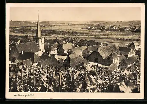 AK Escherndorf a. Main, Ortsansicht aus der Vogelschau, Weinreben