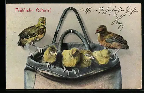 AK Osterküken in der Tasche