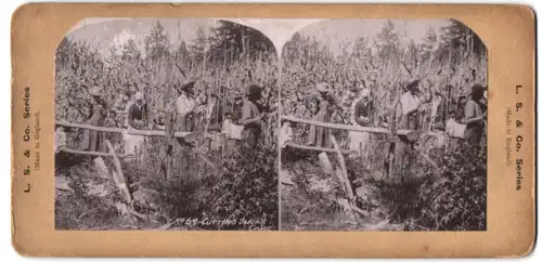 Stereo-Fotografie Bauern bei der Zuckerrohr ernte im Feld