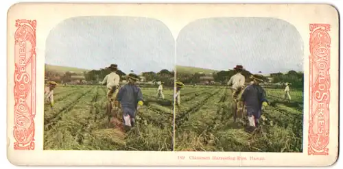 Stereo-Fotografie Chinesische Arbeiter ernten die Reisfelder auf Hawaii