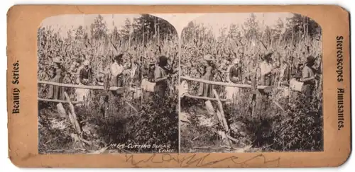 Stereo-Fotografie Bauern bei der Zuckerrohr Ernte, Cutting Sugar Cane