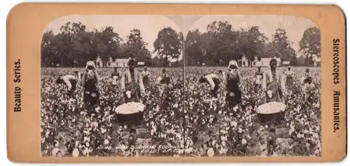 Stereo-Fotografie afrikanische Sklaven bei der Bauwoll Ernte, Way Down in South, Fields of Cotton