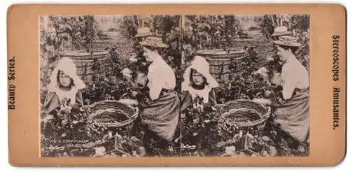 Stereo-Fotografie englsiche Frauen und Kinder bei der Hopfenernte in Kent, in a Kent Hop Garden