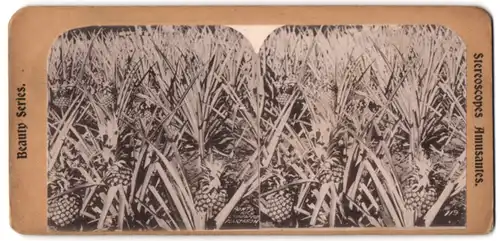 Stereo-Fotografie Blick auf eine Ananans Platage in Puerto Rico, Pineapple Plantation in Porto Rico