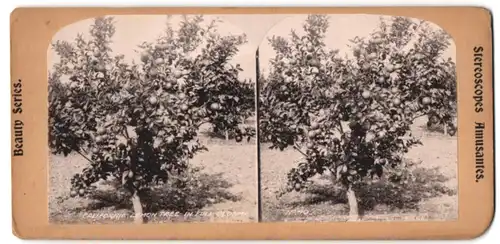 Stereo-Fotografie Zitronen Baun in Kalifornien in voller Blüte, California Lemon Tree in Full Bloom