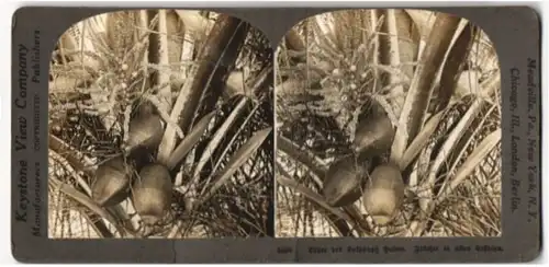 Stereo-Fotografie Keystone View Co., London, Blüte der Kokosnuss Palme, Früchte in allen Stadien