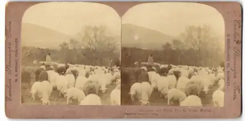 Stereo-Fotografie M. E. Wright, Burnley, franzöischer Scharfhirte mit Schafherde, Sheppard and Flock, Puy de Dome