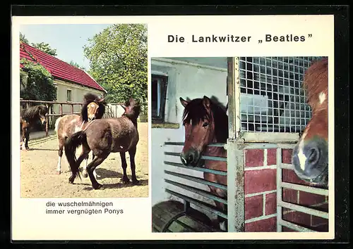 AK Berlin-Lankwitz, Tierheim, Dessauerstrasse 21-27, Lankwitzer Beatles, Pony