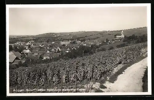 AK Auggen i. Baden, Ortsansicht mit Weinbergen