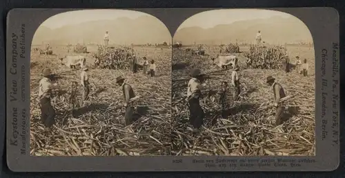 Stereo-Fotografie Keystone View Co., London, Ansicht Sant Clara, Bauern bei der Zuckerrohr Ernte in Lima