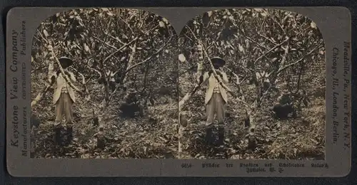 Stereo-Fotografie Keystone View Co., London, jamakanischer Kakaobauer beim Pflücken der Früchte