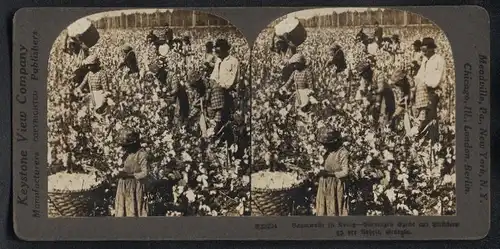 Stereo-Fotografie Keystone View Co., London, afrikanische Sklaven auf einer Baumwollplantage in Georgia mit Aufseher