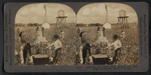 Stereo-Fotografie Keystone View Co., London, Feldarbeiter bei der Ernte von Indian River Ananas in Florida