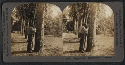 Stereo-Fotografie Keystone View Co., London, brasilianischer Bauer beim Anritzen eines Gummi-Baumes, Kautschuk
