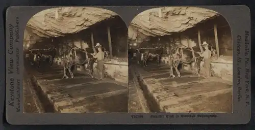 Stereo-Fotografie Keystone View Co., London, Maultier Stall in einer Anthrazit Kohlengrube