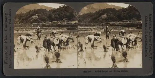 Stereo-Fotografie Keystone View Co., London, japanische Reisbauer beim anpflanzen im Reisfeld
