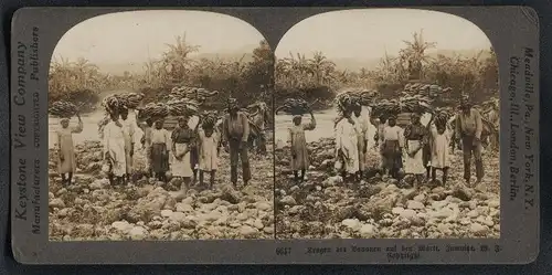 Stereo-Fotografie Keystone View Co., London, jamakanische Bauern beim tragen der Bananen zum Markt