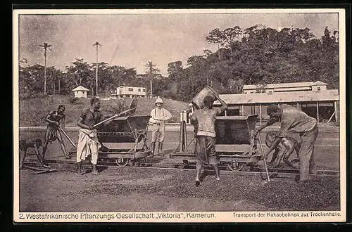 AK Westafrikanische Pflanzungs-Gesellschaft Viktoria in Kamerun, Transport der Kakaobohnen zur Trockenhalle