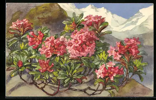 Künstler-AK Anna Haller: Rhododendron an einem Felsen