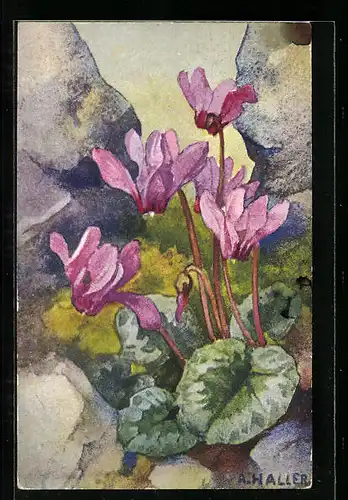 Künstler-AK Anna Haller: Rosafarbene Blumen zwischen Steinen