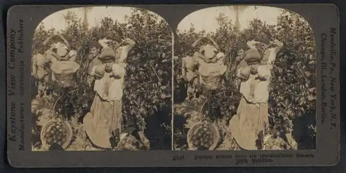 Stereo-Fotografie Keystone View Co., London, Ansicht Jaffa, Kinder als Orangenpflücker auf der Plantage in Palästina