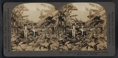 Stereo-Fotografie Keystone View Co., Meadville / PA., Ansicht Havana, Tabakbauern schneiden die Tabakblätter, Plantage