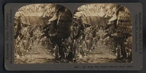 Stereo-Fotografie Keystone View Co., Meadville / PA., Ansicht Hawaii, Blick in eine Bananen Plantage auf den Inseln