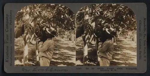 Stereo-Fotografie Keystone View Co., Meadville, Ansicht Barranquilla, Kolumbianischer Bauer pflückt Papaya auf Plantage