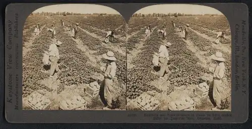 Stereo-Fotografie Keystone View Co., Meadville / PA., Ansicht Brawley, Melonenpflücker auf der Plantage in Californien