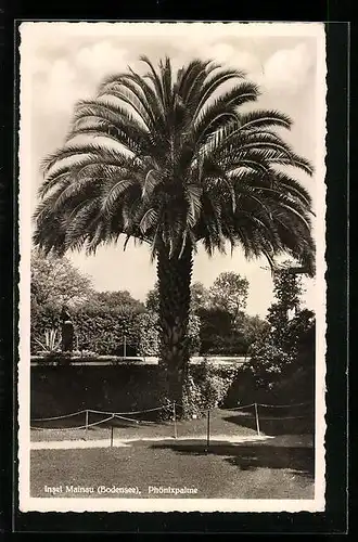 AK Mainau /Bodensee, Die Phönixpalme auf der Insel