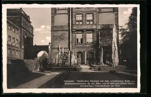 AK Chemnitz, Städtisches Museum mit dem versteinerten Wald, Gesteinsformation