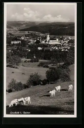 AK Stockach i. Baden, Ortsansicht mit Kühen auf Wiese