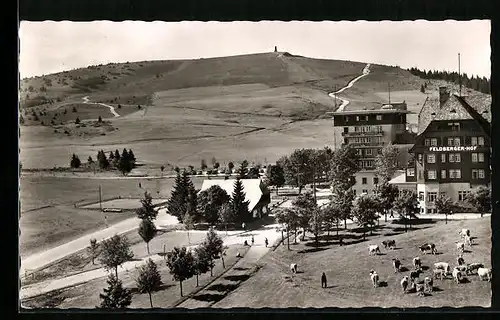 AK Feldberg im Schwarzwald, Hotel Feldbergerhof mit Kühen