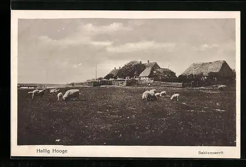 AK Hallig Hooge, Häuser mit Schäfchen auf Wiese in Bakkenwerft