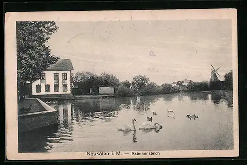 AK Neukalen i. M., Partie am Ratmannsteich, Schwan, Windmühle