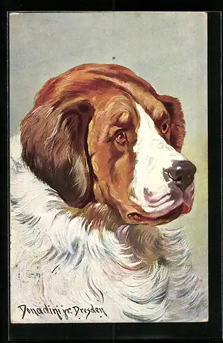 Künstler-AK Ermenegildo Carlo Donadini: Bernhardiner