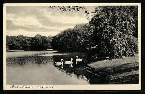 AK Berlin-Treptow, Schwäne am Ufer der Karpfenteich