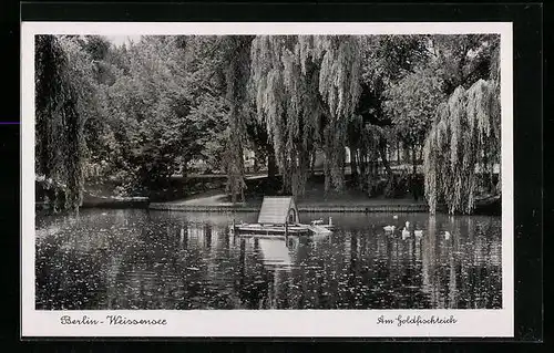 AK Berlin-Weissensee, Uferanlagen am Goldfischteich