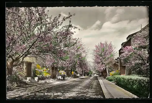 AK Berlin-Britz, Onkel Bräsig Strasse im Frühling