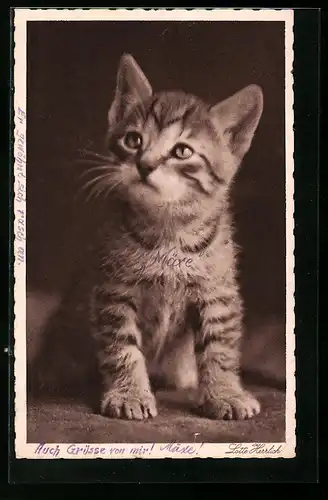 Foto-AK Lotte Herrlich: Kleine Katze, Mäxe