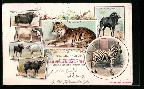 Lithographie Grösste Schaustellung der Erde, Der ruhende Tiger, Zebra, Der weisse Büffel, Zirkus