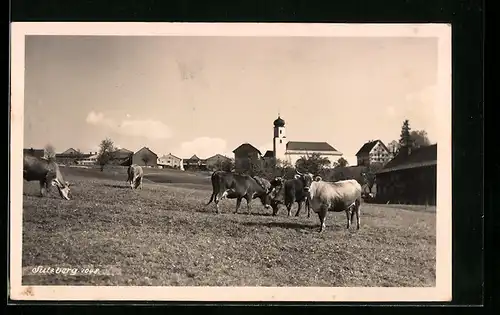 AK Sulzberg, Ortsansicht mit Rinderherde
