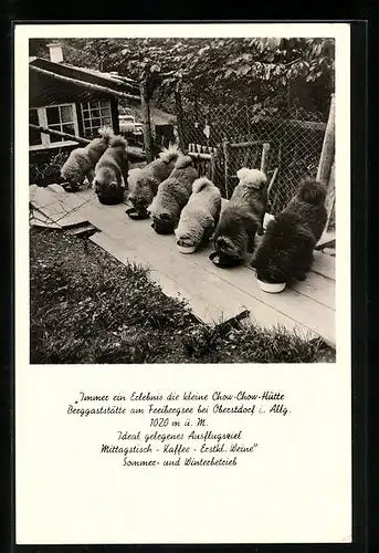 AK Oberstdorf /Freibergsee, Hunde der Berggaststätte Chow-Chow-Hütte