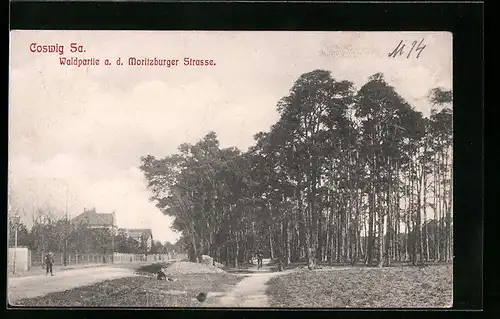 AK Coswig /Sa., Waldpartie an der Moritzburger Strasse