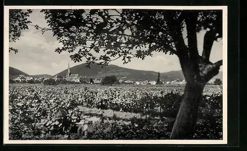 AK Rhodt a. d. Weinstrasse, Teilansicht mit Kirche und Baum
