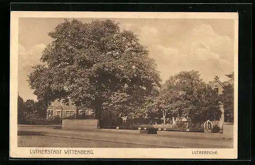 AK Wittenberg, Luthereiche im Sonnenlicht